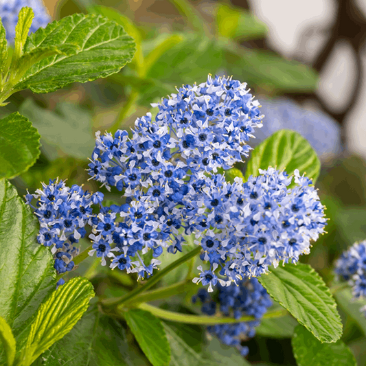 Ceanothus Trewithen Blue - Californian Lilac Ceanothus Trewithen Blue - Californian Lilac