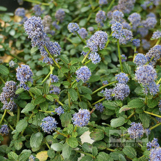 Ceanothus thyrsiflorus repens - Creeping Blueblossom Ceanothus thyrsiflorus repens - Creeping Blueblossom