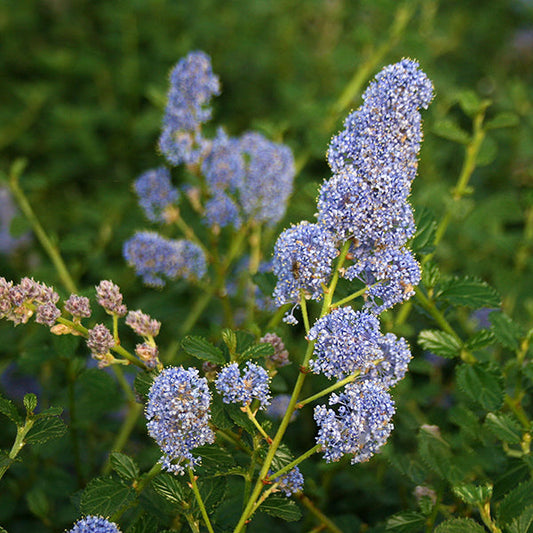 Ceanothus thyrsiflorus repens - Creeping Blueblossom Ceanothus thyrsiflorus repens - Creeping Blueblossom