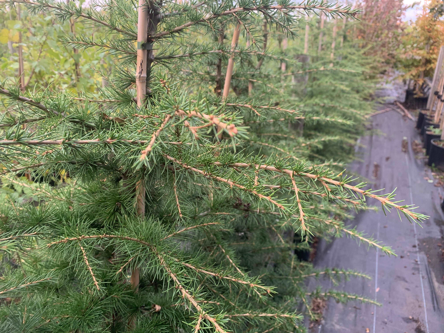 Atlas Cedar (Cedrus libani subsp. Atlantica) with shimmering dark green needles stands orderly in the nursery, supported by bamboo stakes for optimal growth.