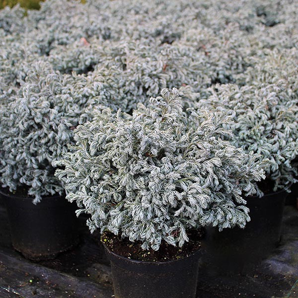 Potted plants with densely packed, curly silver-green leaves are displayed together, highlighting the unique charm of Chamaecyparis Curly Tops - Dwarf Sawara Cypress, a delightful dwarf conifer.