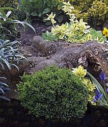 A tranquil garden scene showcases various green plants around a large rock, enhanced by the Chamaecyparis lawsoniana Gnome - Lawson Cypress, a charming dwarf conifer that adds texture and interest to this serene rock garden.