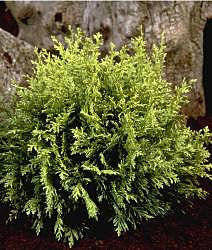 A dense, green Chamaecyparis lawsoniana Nana Albospica bush with needle-like foliage set against a natural background.