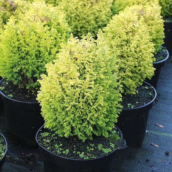 Chamaecyparis lawsoniana Nicole, or Lawson Cypress shrubs with dense, bright green foliage, are displayed on a dark surface.