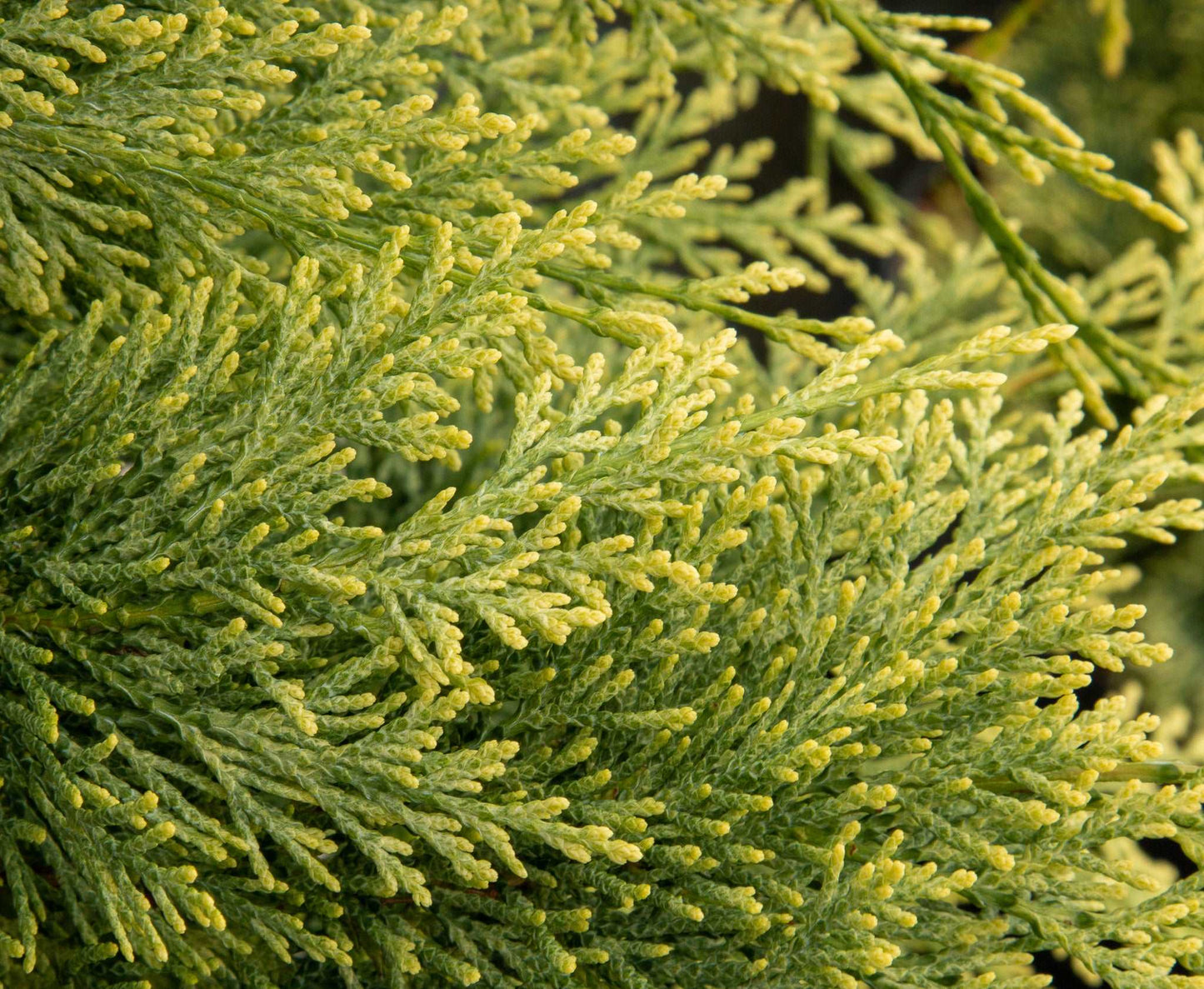 Close-up of Chamaecyparis lawsoniana Summer Snow foliage with dense needle-like leaves, highlighting its texture and intricate patterns.