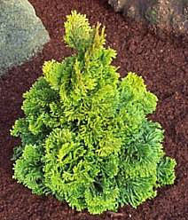 The Chamaecyparis obtusa Aurora, a small Hinoki False Cypress with vibrant green, spiraled foliage set in dark brown soil with rocks, adds a delightful touch to any garden.