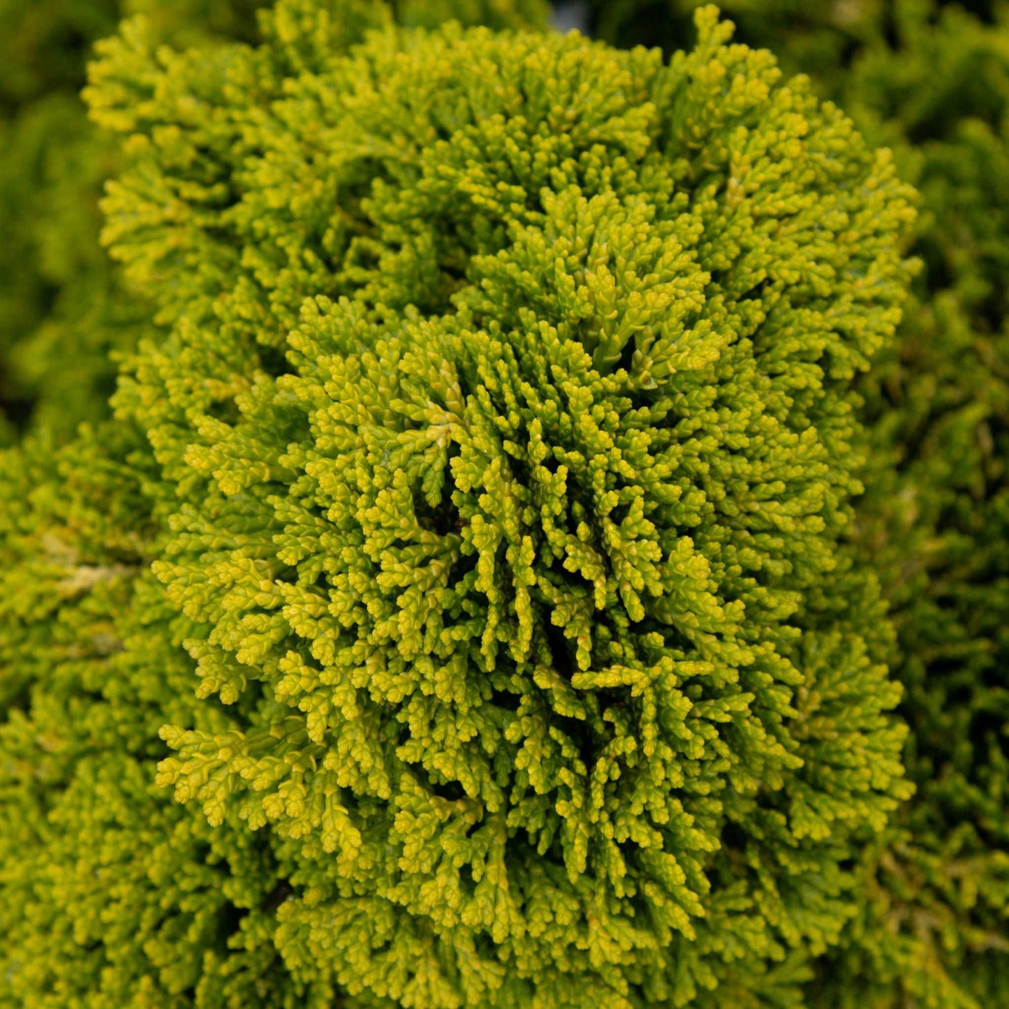 Close-up of lush evergreen foliage with dense, needle-like leaves, reminiscent of the Chamaecyparis obtusa Aurora - Hinoki False Cypress.