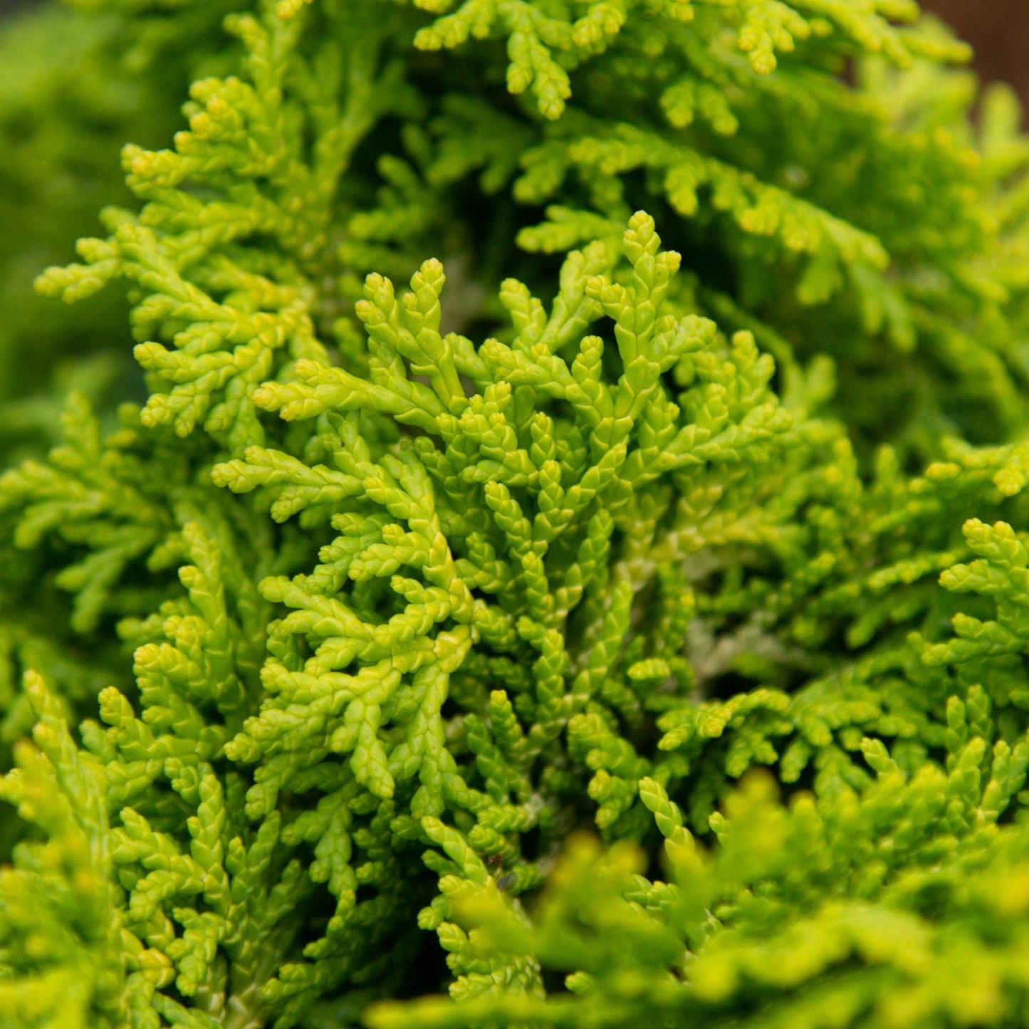 Close-up of vibrant green, needle-like leaves on a Chamaecyparis obtusa Spirited, highlighting detailed texture and natural growth patterns typical of this evergreen conifer.