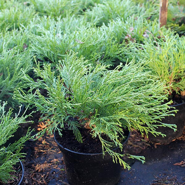 Several potted Chamaecyparis pisifera Filifera Aurea, or Golden Threadleaf Cypress shrubs, with dense green foliage are arranged outdoors on soil.