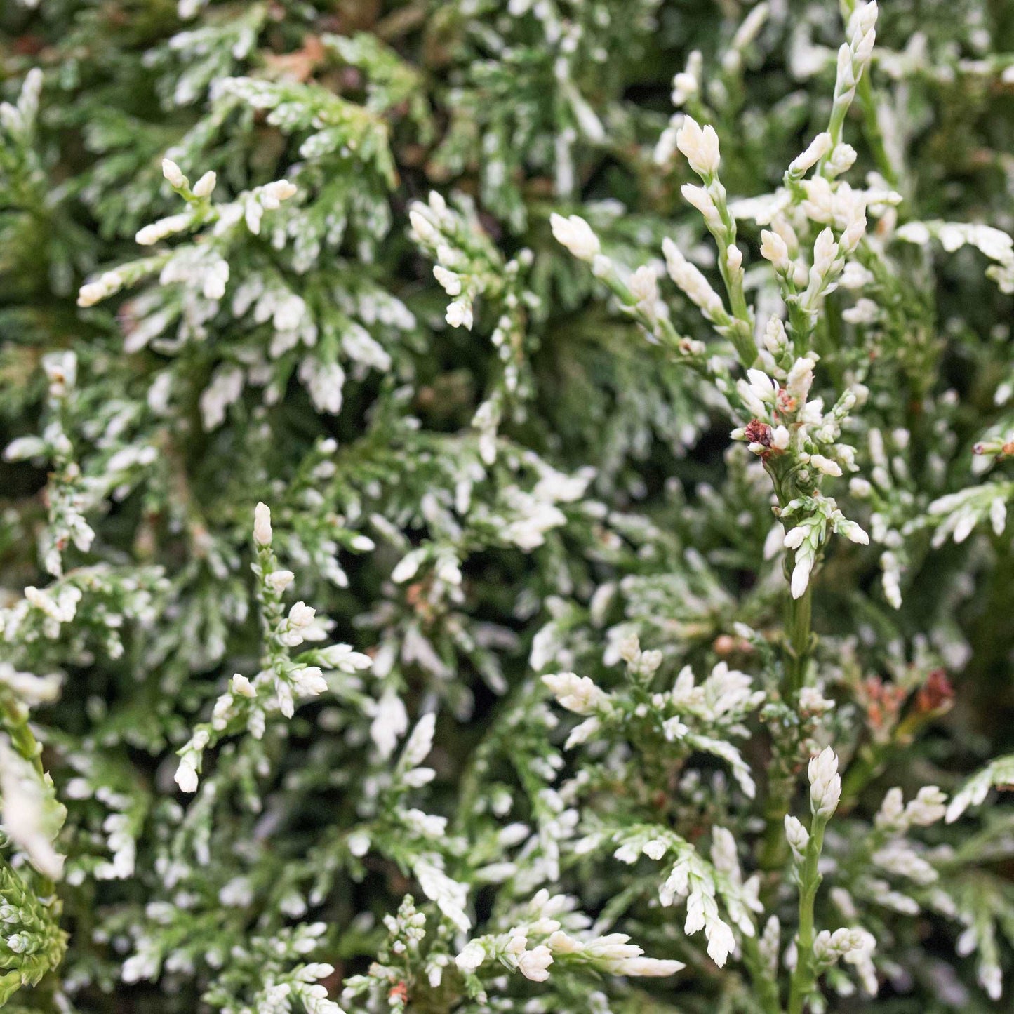 A close-up showcases the green foliage of the Chamaecyparis pisifera White Beauty - Sawara Cypress, with its elegant white-tipped leaves.