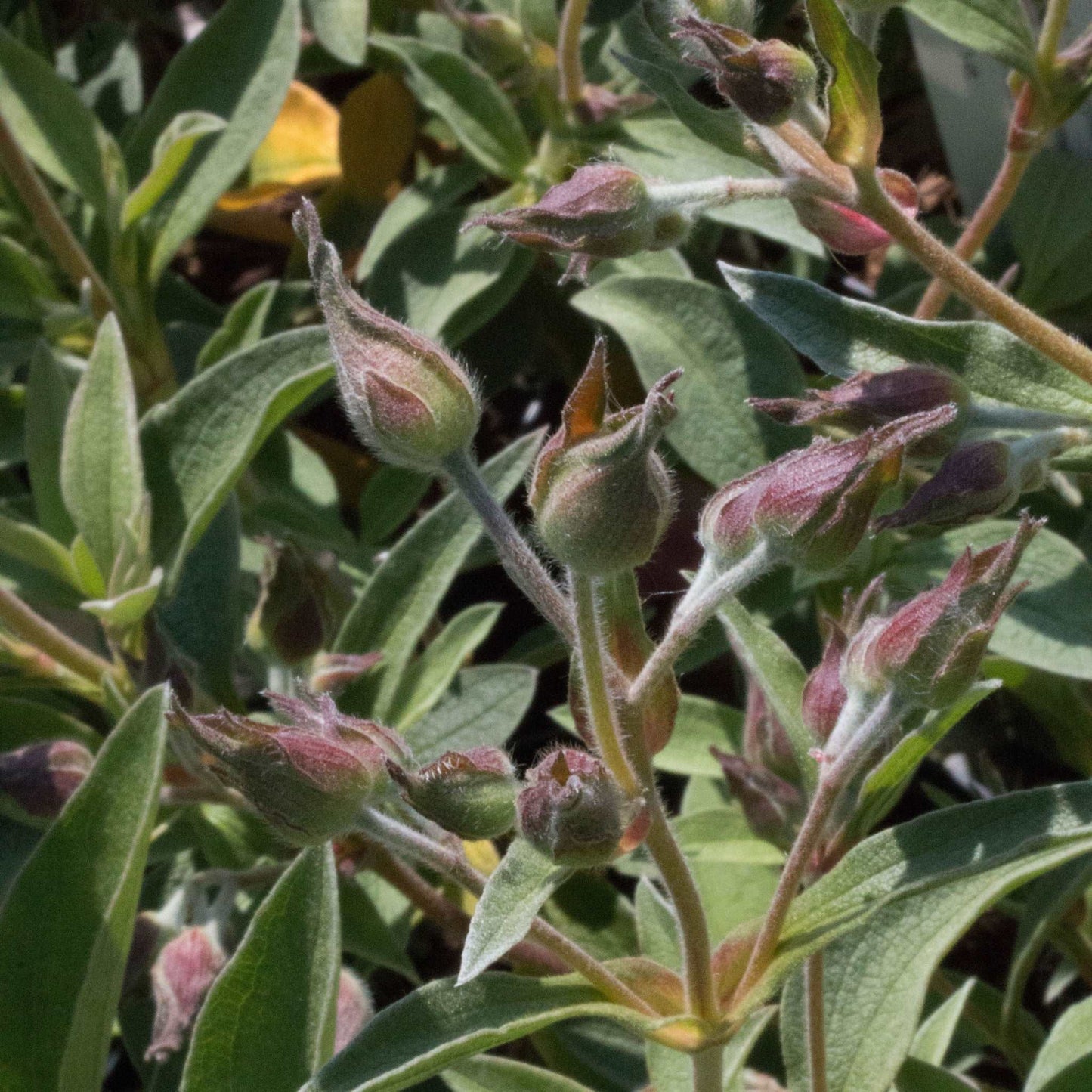 Close-up of Cistus x argentus Silvery Pink - Rock Rose, highlighting fuzzy unopened buds and green leaves, perfect for a Mediterranean planting scheme.