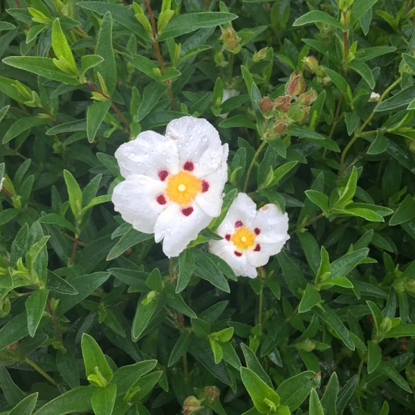 The Cistus x dansereaui Decumbens, known as Rock Rose, adorns the groundcover with white flowers featuring yellow centers and red spots, surrounded by lush green leaves.