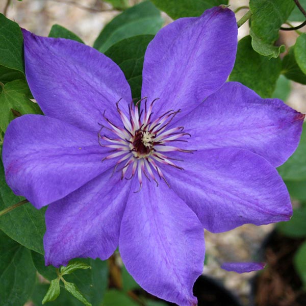 The Clematis Elsa Spath features large, vibrant purple flowers with a textured center and is beautifully framed by lush green leaves.