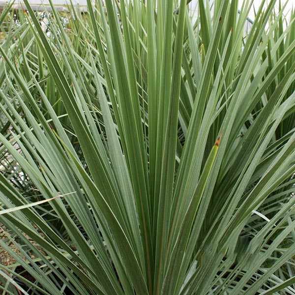 Close-up of green spiky leaves characteristic of a yucca plant, forming a dense cluster similar to the exotic evergreen Cordyline australis, also known as the Cabbage Tree.