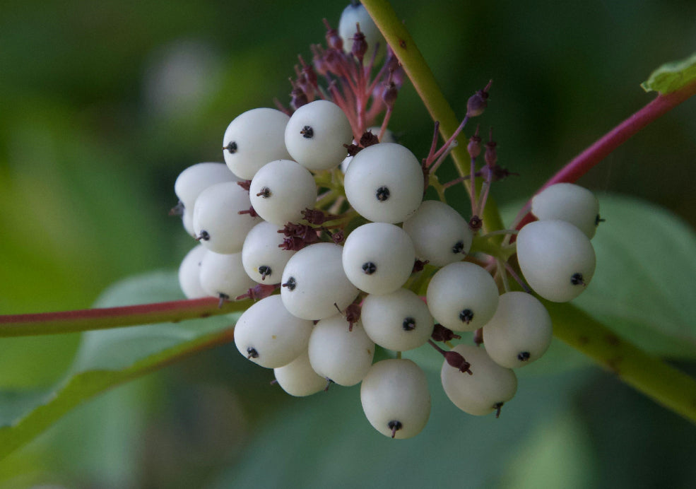 A Magnet for Wildlife and a Winter Highlight. A Magnet for Wildlife and a Winter Highlight.
