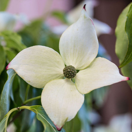 Cornus China Girl - Dogwood Cornus China Girl - Dogwood