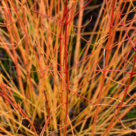 Cornus Midwinter Fire - Dogwood Cornus Midwinter Fire - Dogwood