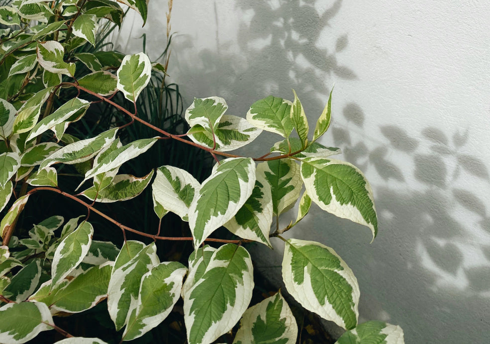 Versatile and Easy to Grow. Versatile and Easy to Grow.