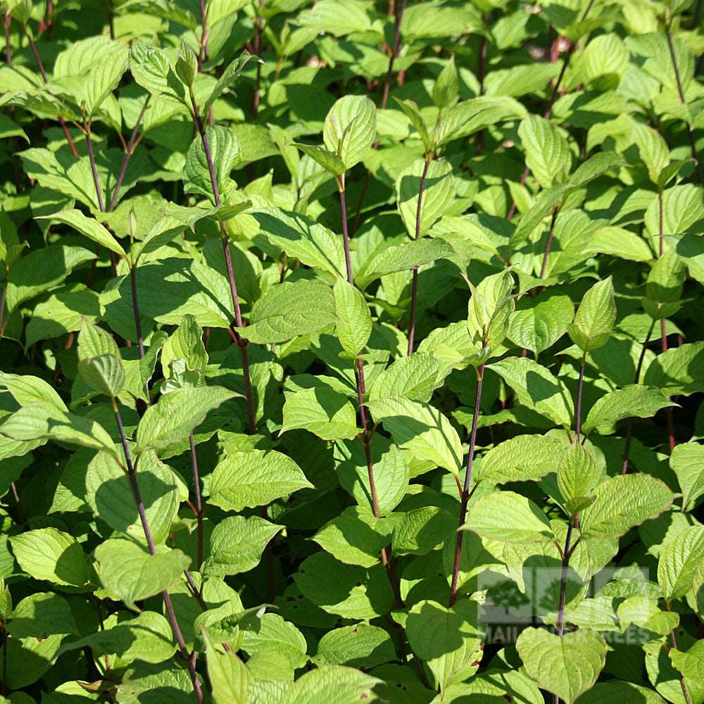 A dense cluster of Cornus Sibirica, known for its coral-red stems, thrives under the sunlight.