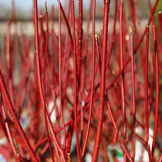 Cornus Sibirica - Red Barked Dogwood Cornus Sibirica - Red Barked Dogwood