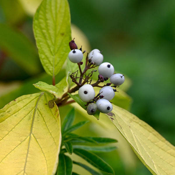 Cornus Aurea - Red Barked Dogwood
