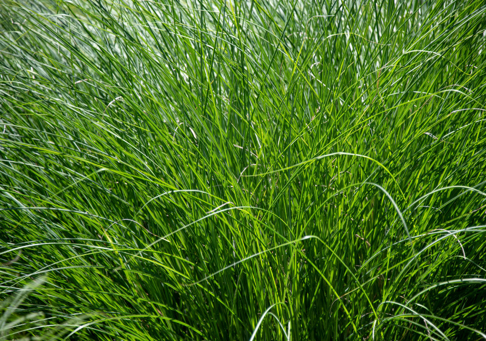 Hardy and Adaptable for Various Conditions. Hardy and Adaptable for Various Conditions.