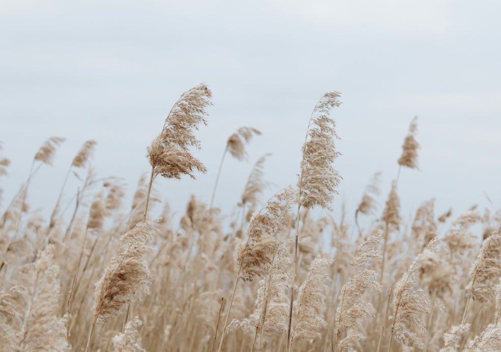 Cortaderia: The Majestic Pampas Grass. Cortaderia: The Majestic Pampas Grass.