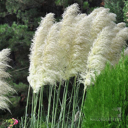 Cortaderia Pumila - Pampas Grass Cortaderia Pumila - Pampas Grass
