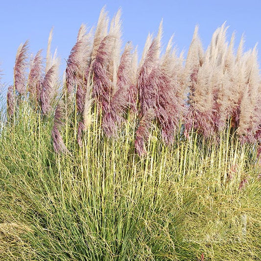 Cortaderia Rosea - Pampas Grass Cortaderia Rosea - Pampas Grass