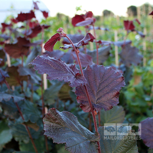 Corylus Rode Zellernoot - Purple Filbert Tree Corylus Rode Zellernoot - Purple Filbert Tree