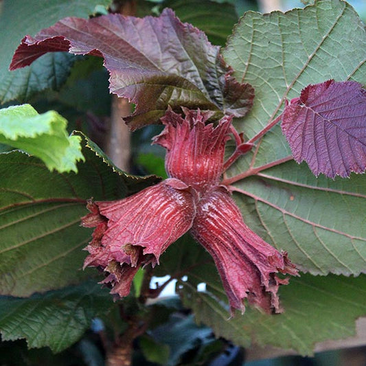 Corylus Rode Zellernoot - Purple Filbert Tree Corylus Rode Zellernoot - Purple Filbert Tree