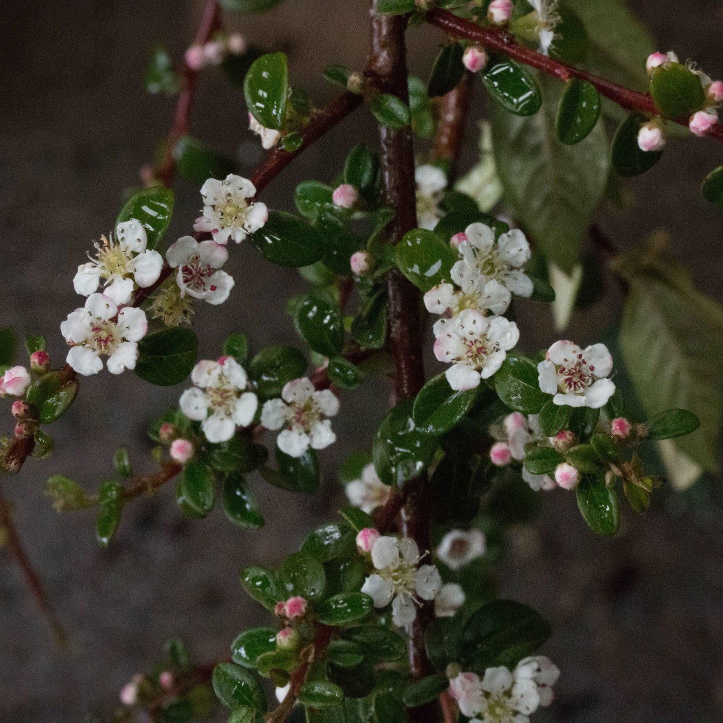 A section of the Cotoneaster Coral Beauty Tree displays small white and pink flowers alongside glossy green leaves against a dark background, evoking the vibrant charm of its bright orange-red fruit.