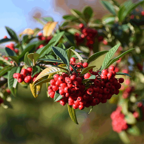 π Cotoneaster Cornubia - Cotoneaster Tree - Mix and Match (100% off)
