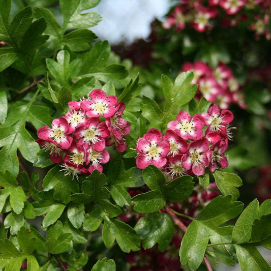 Crataegus Crimson Cloud - Midland Hawthorn Tree Crataegus Crimson Cloud - Midland Hawthorn Tree
