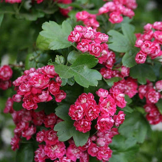 Crataegus Paul's Scarlet - Midland Hawthorn Tree Mix and Match Crataegus Paul's Scarlet - Midland Hawthorn Tree Mix and Match