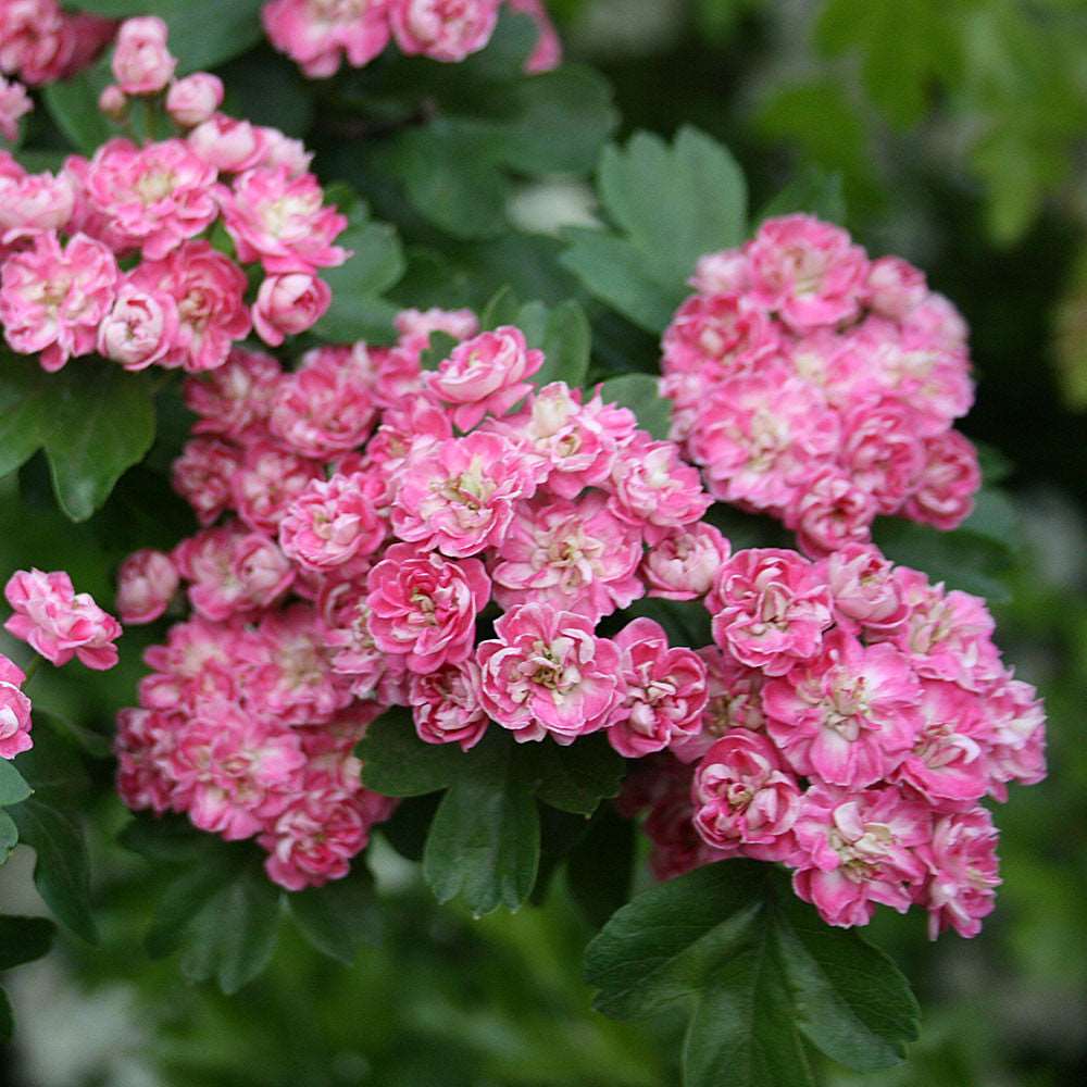 π Crataegus Rosea Flore Pleno - Midland Hawthorn Tree - Mix and Match (100% off)