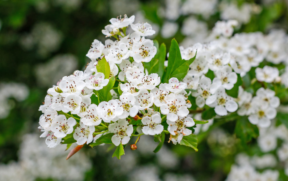Crataegus: A Classic Tree with Seasonal Charm. Crataegus: A Classic Tree with Seasonal Charm.