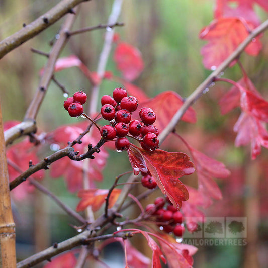 Crataegus laevigata Plena - Midland Hawthorn Tree Crataegus laevigata Plena - Midland Hawthorn Tree