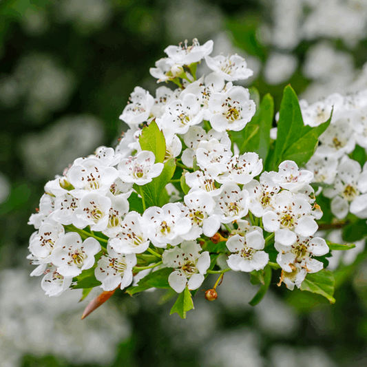 Crataegus monogyna - Common Hawthorn Tree Crataegus monogyna - Common Hawthorn Tree