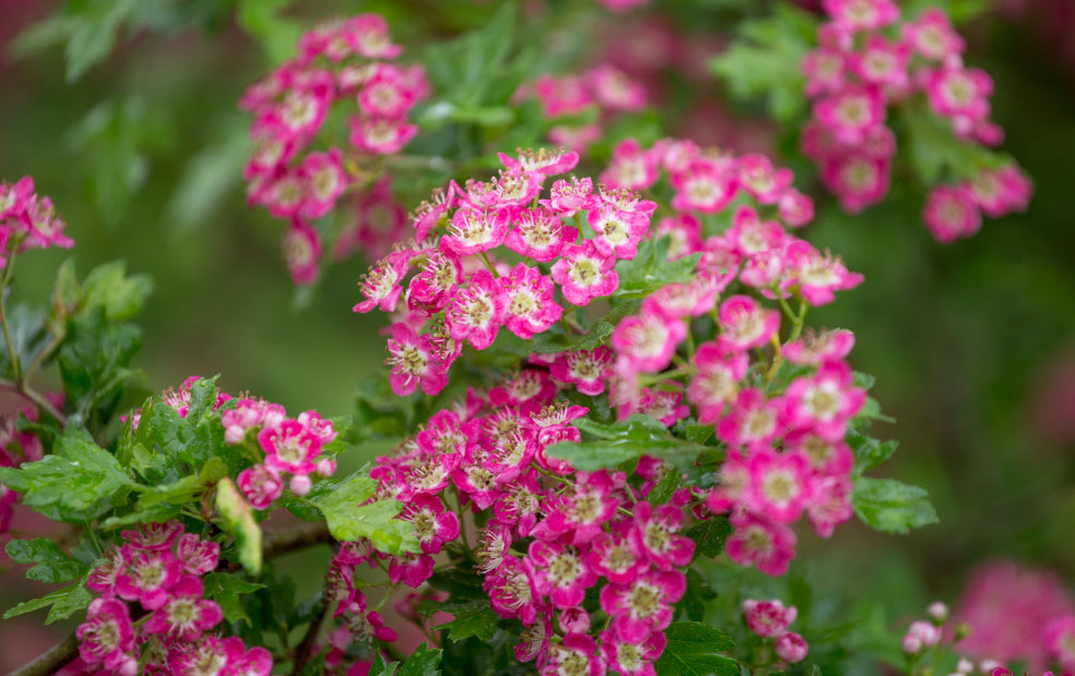 Resilient, Versatile, and Easy to Grow. Resilient, Versatile, and Easy to Grow.