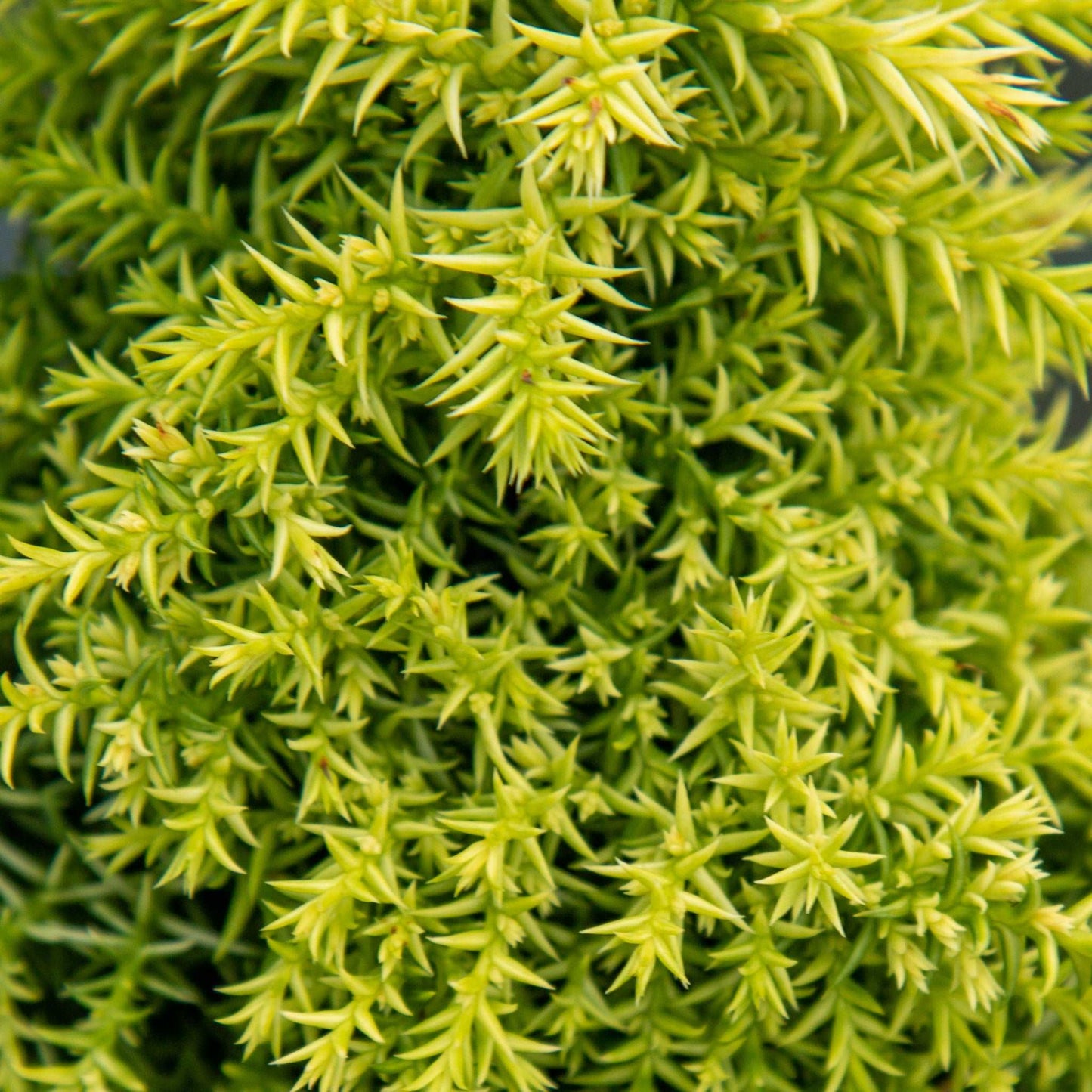 The Cryptomeria japonica Twinkle Toes is a dense, spiky green plant with pointed leaves resembling a dwarf evergreen conifer. Its perfect for garden landscapes, adding texture and allure to your outdoor sanctuary.