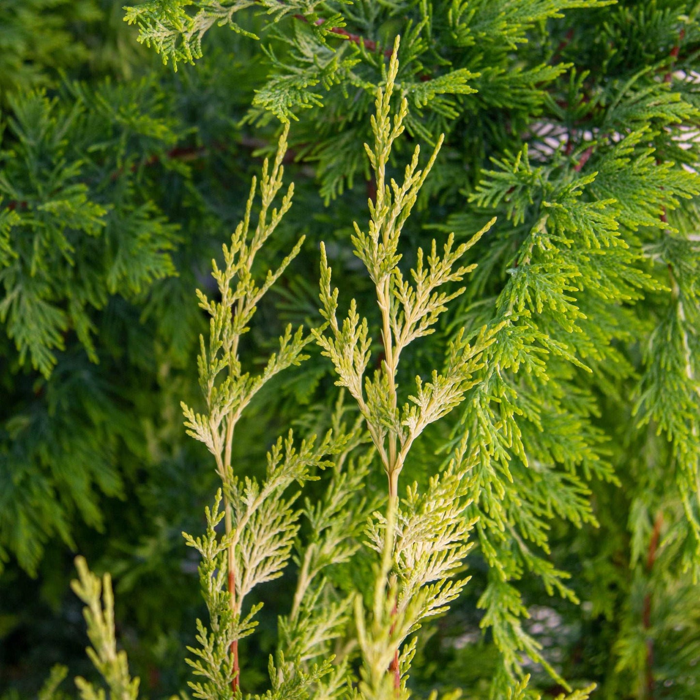Close-up of vibrant green Cupressocyparis x leylandii Gold Rider branches with needle-like leaves, highlighting the beauty of this fast-growing evergreen conifer.