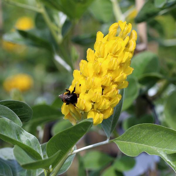 plant smells like pineapple Cytisus battandieri