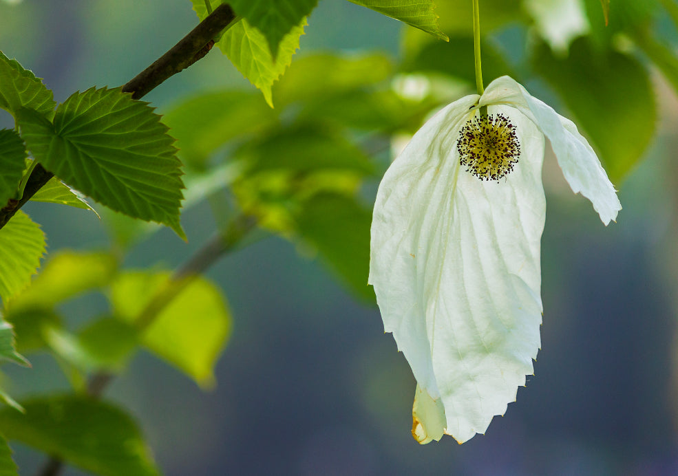 Hardy and Perfect for Small to Medium Gardens. Hardy and Perfect for Small to Medium Gardens.