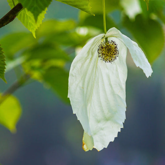 Davidia involucrata Columnar - Handkerchief Tree/ Dove Tree Davidia involucrata Columnar - Handkerchief Tree/ Dove Tree