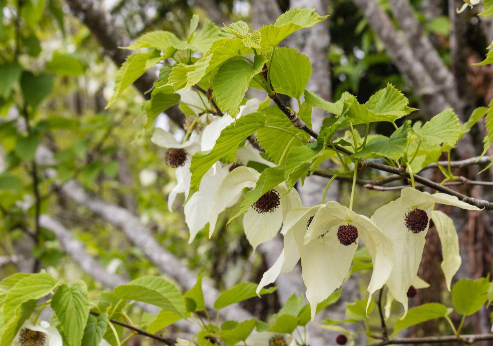 Wildlife Appeal & Seasonal Interest. Wildlife Appeal & Seasonal Interest.
