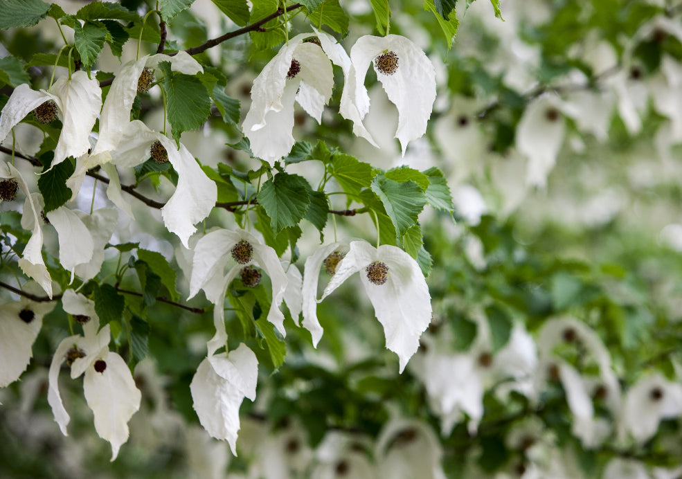 Davidia: A Unique Beauty with Distinctive Flowers. Davidia: A Unique Beauty with Distinctive Flowers.