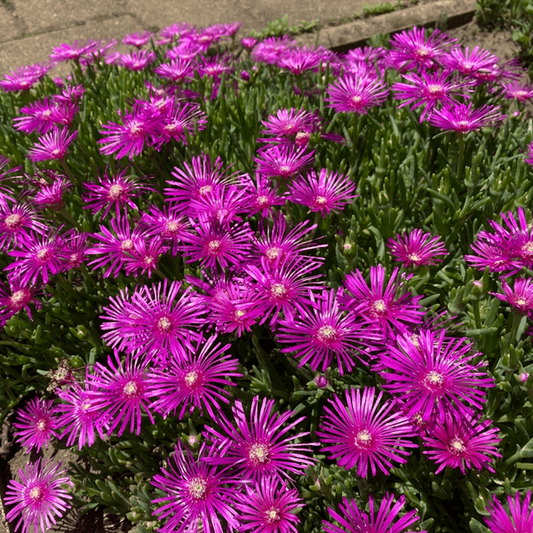 Delosperma cooperi Delosperma cooperi