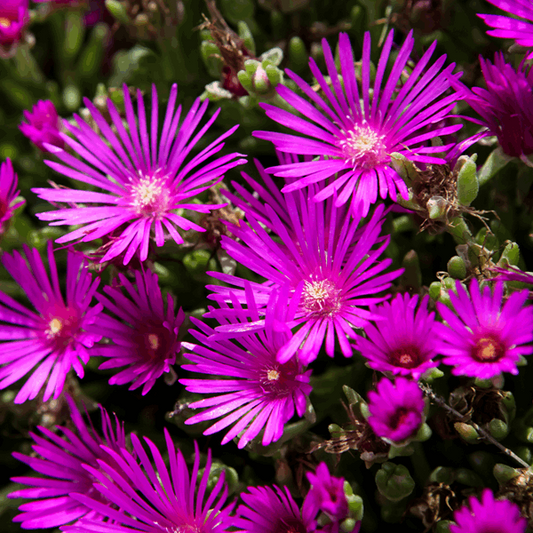 Delosperma cooperi Delosperma cooperi