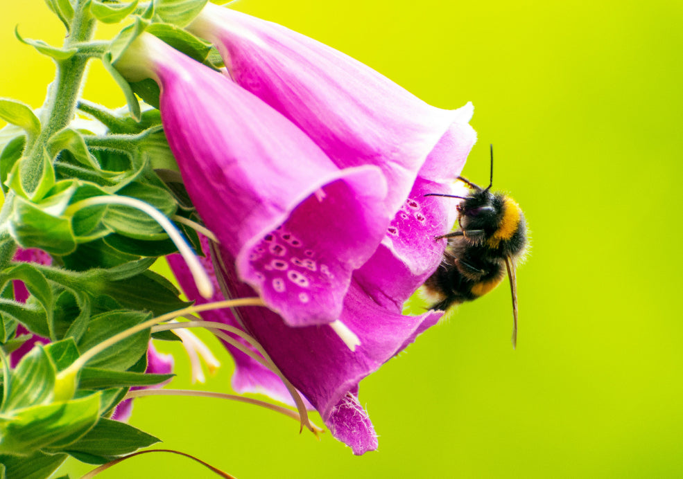 A Lifeline for Pollinators. A Lifeline for Pollinators.